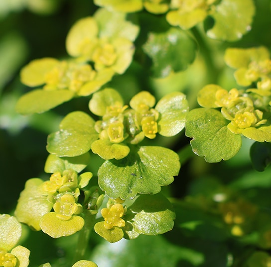 Chrysospleniumalternifolium12