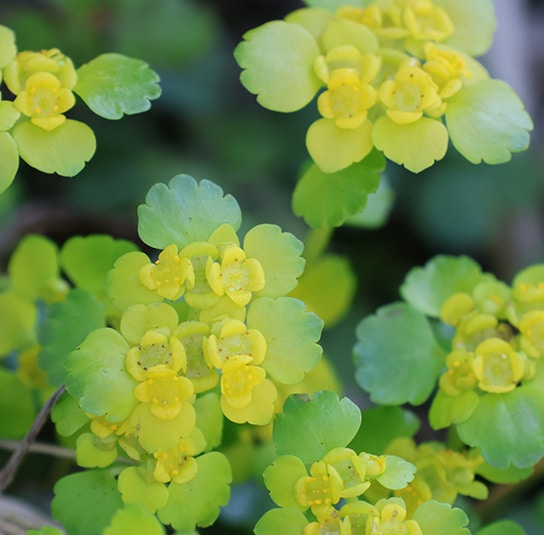 Chrysospleniumalternifolium2