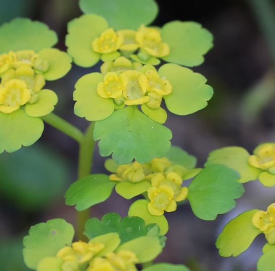 Chrysospleniumalternifolium3