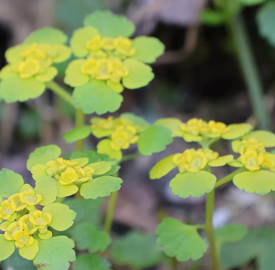 Chrysospleniumalternifolium4