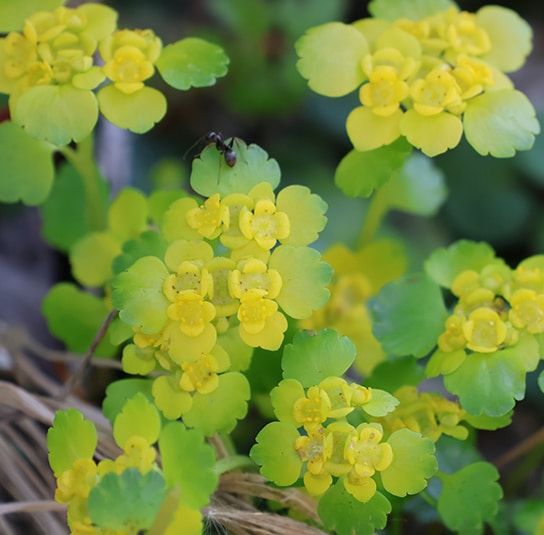 Chrysospleniumalternifolium5