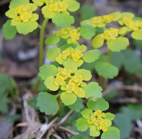 Chrysospleniumalternifolium6