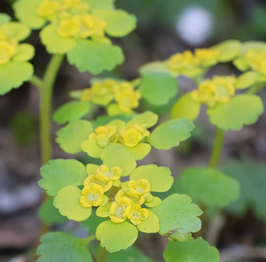 Chrysospleniumalternifolium7