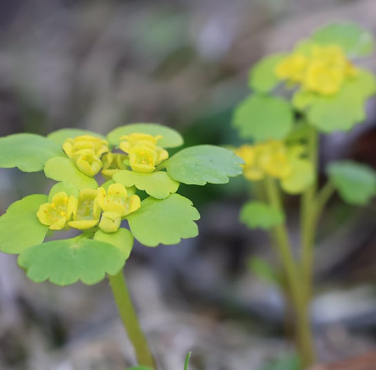 Chrysospleniumalternifolium8