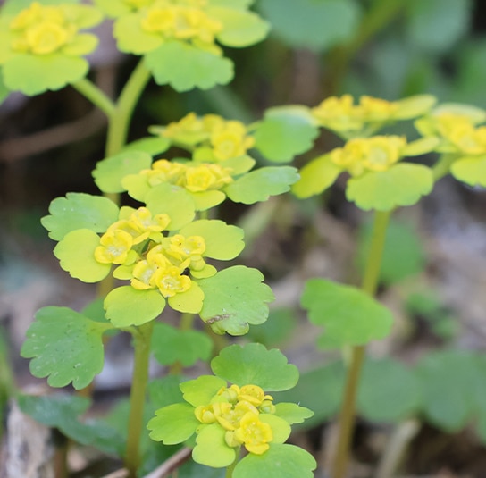 Chrysospleniumalternifolium9