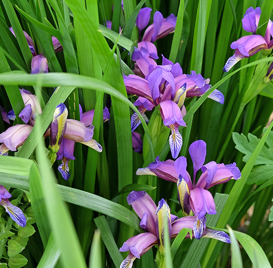 Iris-Graminea