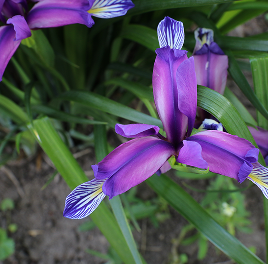 Iris-Graminea1