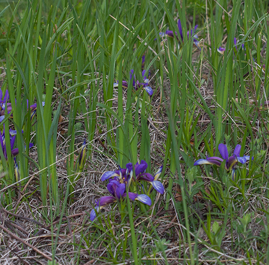 Iris-Graminea2