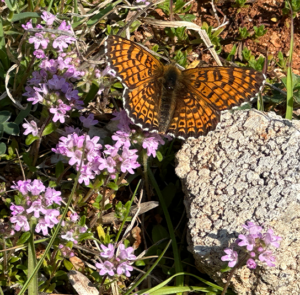 Thymus praecox - Frühlingsthymian – Bild 3