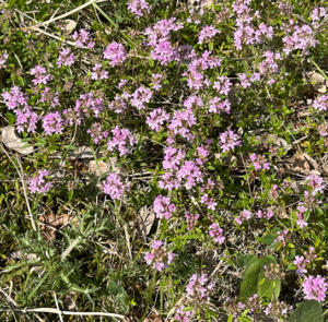 Thymus praecox - Frühlingsthymian – Bild 5