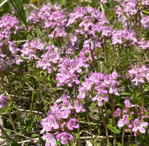 Thymus praecox - Frühlingsthymian – Bild 6