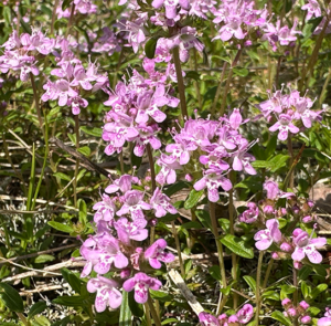 Thymus praecox - Frühlingsthymian – Bild 7