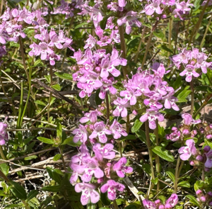 Thymus praecox - Frühlingsthymian