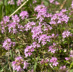 Thymus praecox - Frühlingsthymian – Bild 8