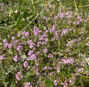 Thymus praecox - Frühlingsthymian – Bild 4