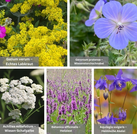 Belebungspaket Blumenwiese 2 (2)