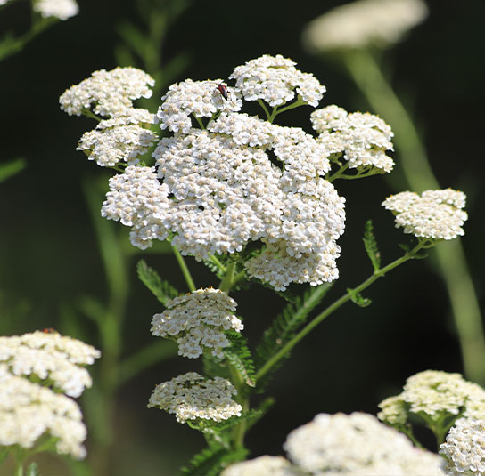 achillea1