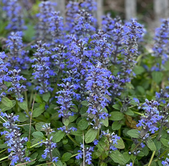 ajuga3