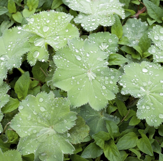 alchemilla_officinalis1