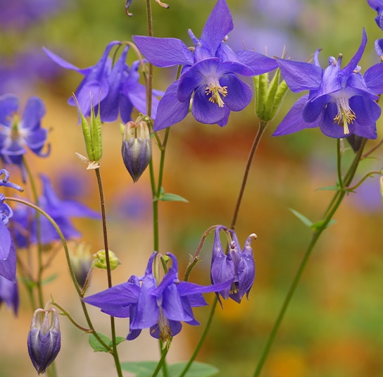 aquilegia
