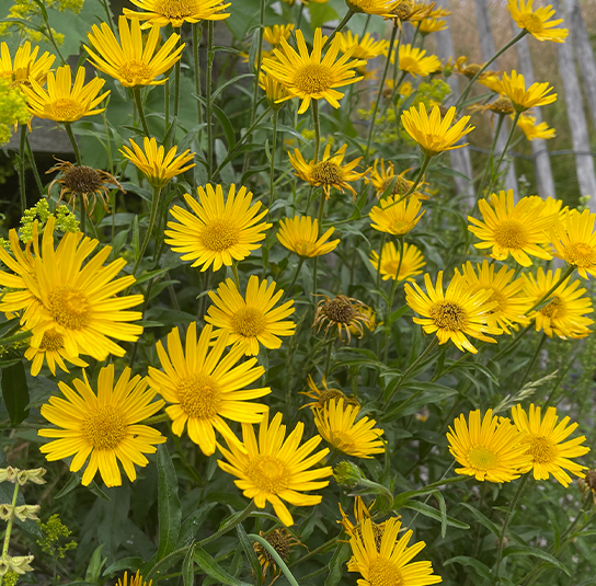 buphthalmum_salicifolium6