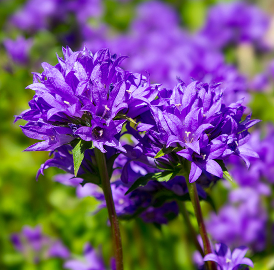 campanula03