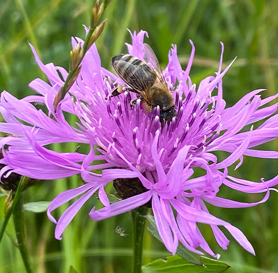 centaurea_jacea12