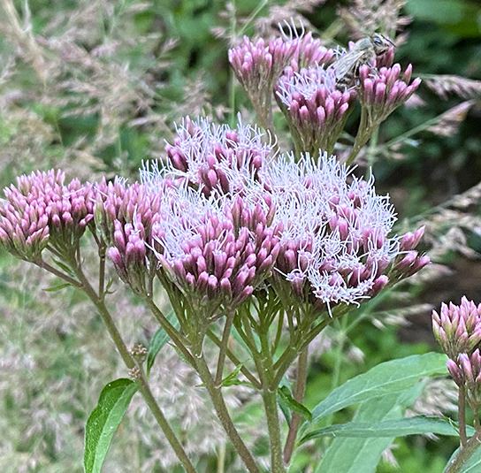 eupatorium1