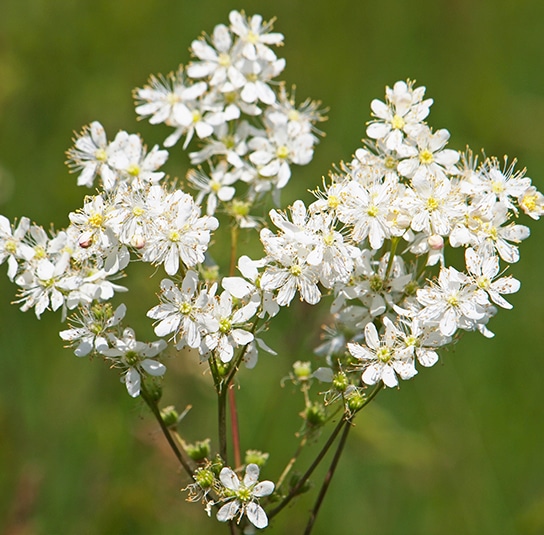 filipendula_vulgaris