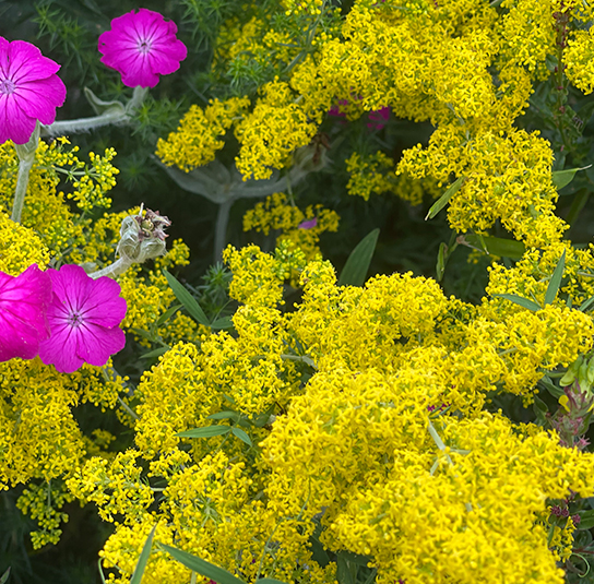galium1