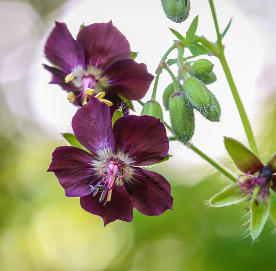 geranium-phaeum