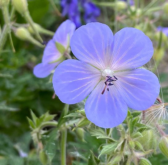 geranium9