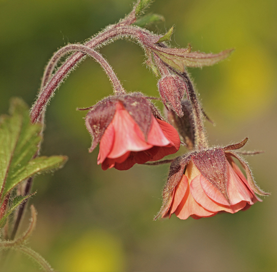 geum_rivale
