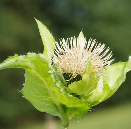 kohldistel