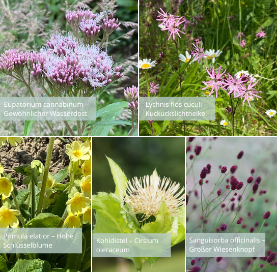 kombi_blumenwiese_frischfeucht