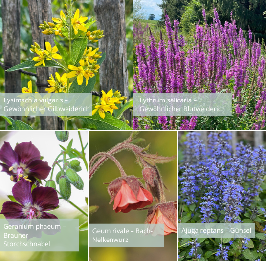 kombi_blumenwiese_frischfeucht2