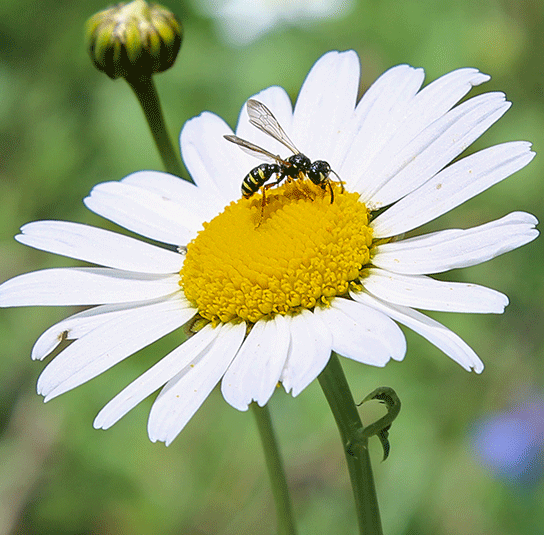 leucanthemum