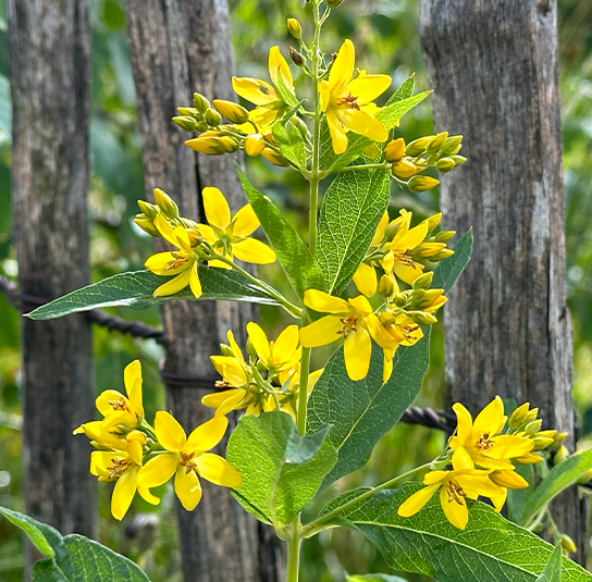lysimachia-vulgaris-5