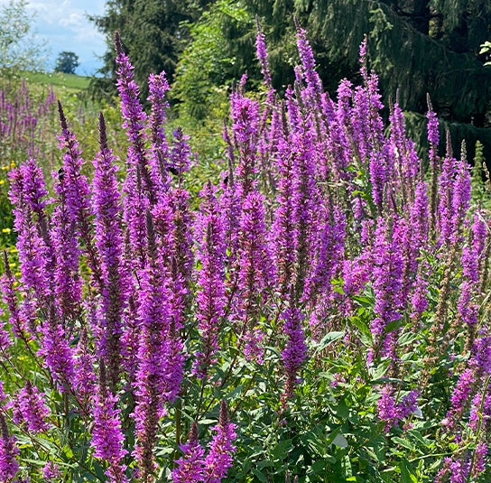 lythrum_salicaria2