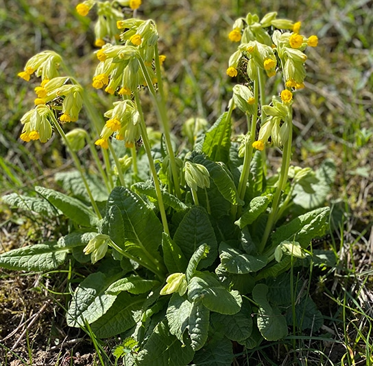 primula-veris7