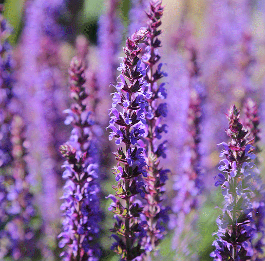 salvia1