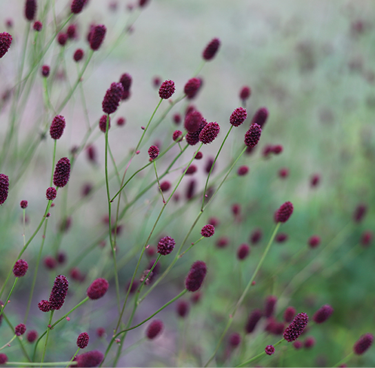 sanguisorba_officinalis11-11