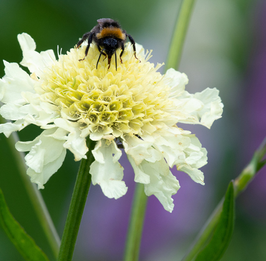 scabiosa_ochroleuca-1