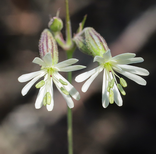 silene-nutans