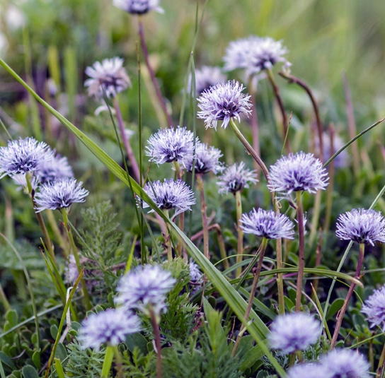 start_blume