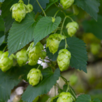 Hopfenzwerg ´Gimi` -  Schwachwüchsige Top Hopfensorte - "Balkonhopfen"