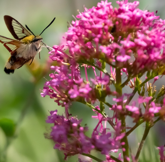 blume_startseite