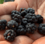 Rubus caesius - Kratzbeere, Blaurunde Reif-Brombeere – Bild 6