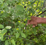 Rubus caesius - Kratzbeere, Blaurunde Reif-Brombeere – Bild 5