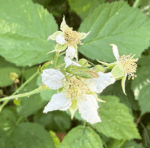 Rubus caesius - Kratzbeere, Blaurunde Reif-Brombeere – Bild 4